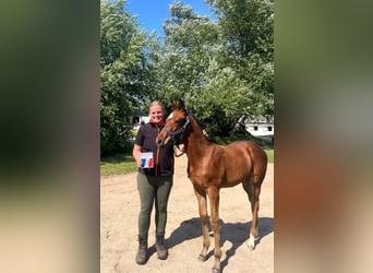 Holstein, Stallion, Foal (05/2026), Brown