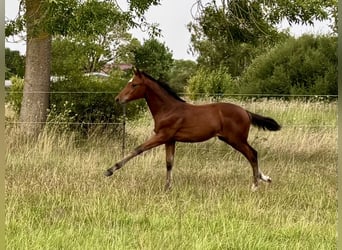 Holstein, Stallion, Foal (05/2026), Brown