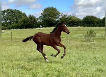 Holstein, Stallion, Foal (05/2026), Brown