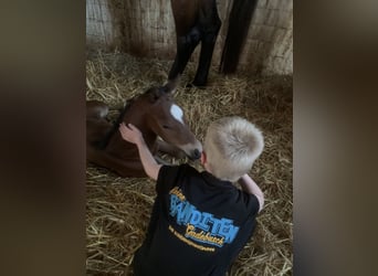 Holstein, Stallion, Foal (05/2026), Brown