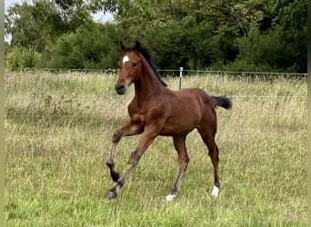 Holstein, Stallion, Foal (05/2026), Brown