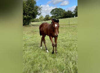 Holstein, Stallion, Foal (05/2026), Brown