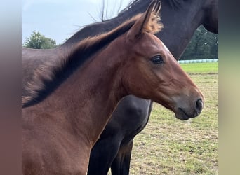 Holstein, Stallion, Foal (06/2024), Brown