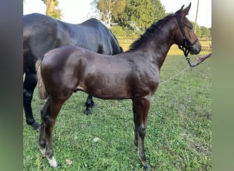 Holstein, Stallion, Foal (06/2024), Brown