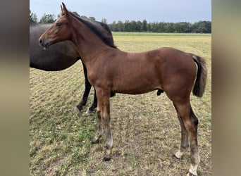 Holstein, Stallion, Foal (06/2024), Brown