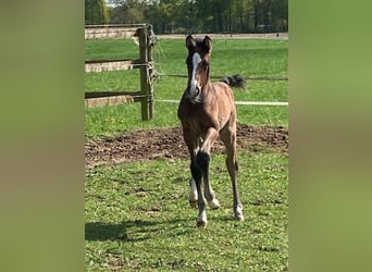 Holstein, Stallion, , Brown