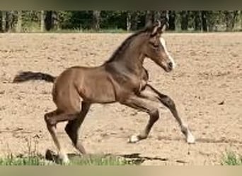 Holstein, Stallion, , Brown