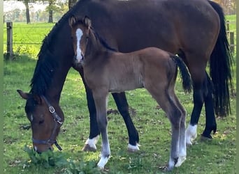 Holstein, Stallion, , Brown