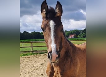 Holstein, Stallion, , Brown