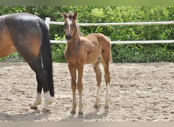 Holstein, Stallion, , Brown