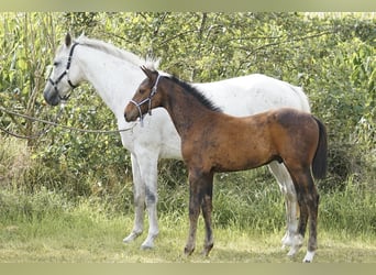 Holstein, Stallion, Foal (05/2025), Brown