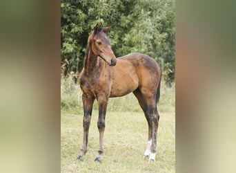 Holstein, Stallion, Foal (05/2025), Brown