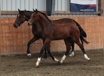 Holstein, Stallion, Foal (02/2025), Brown