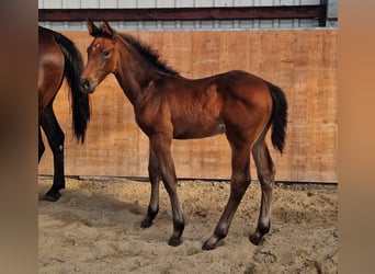 Holstein, Stallion, Foal (04/2025), Brown