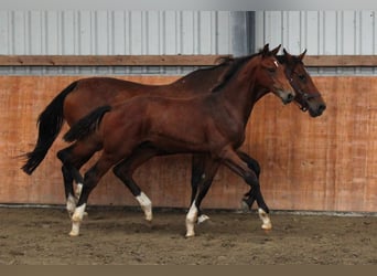 Holstein, Stallion, Foal (02/2025), Brown