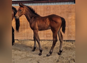 Holstein, Stallion, Foal (04/2025), Brown