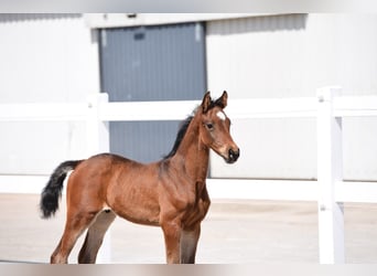 Holstein, Stallion, Foal (03/2025), Brown