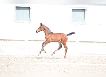 Holstein, Stallion, Foal (03/2025), Brown