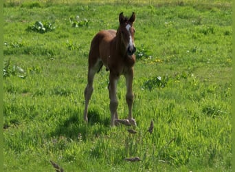 Holstein, Stallion, , Brown