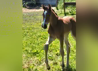 Holstein, Stallion, , Brown