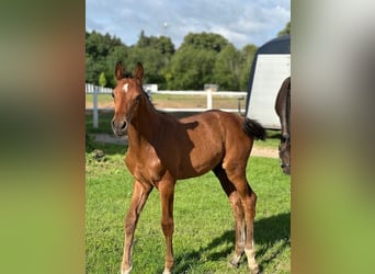 Holstein, Stallion, Foal (05/2025), Brown
