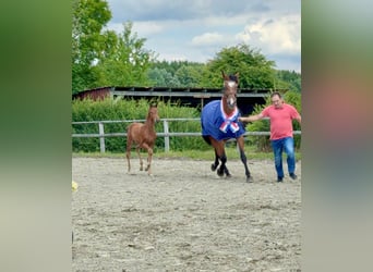Holstein, Stallion, Foal (06/2026), Brown