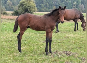 Holstein, Stallion, Foal (06/2024), Brown