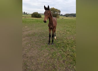 Holstein, Stallion, Foal (06/2024), Brown