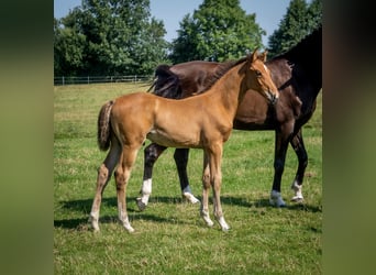 Holstein, Stallion, Foal (05/2024), Brown