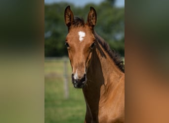 Holstein, Stallion, Foal (05/2024), Brown