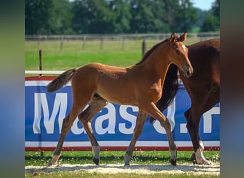 Holstein, Stallion, Foal (05/2024), Brown