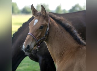 Holstein, Stallion, Foal (05/2024), Brown