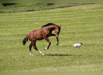Holstein, Stallion, Foal (04/2025), Brown