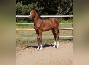 Holstein, Stallion, Foal (04/2025), Brown