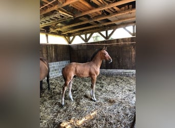 Holstein, Stallion, Foal (04/2024), Brown