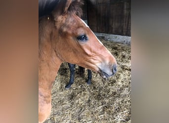 Holstein, Stallion, Foal (04/2024), Brown