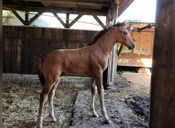 Holstein, Stallion, Foal (04/2024), Brown