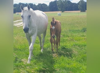 Holstein, Stallion, Foal (05/2023), Brown