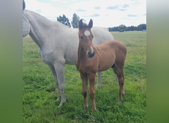 Holstein, Stallion, Foal (05/2023), Brown