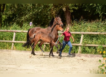 Holstein, Stallion, Foal (04/2024), Brown