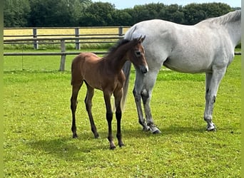 Holstein, Stallion, Foal (05/2024), Can be white