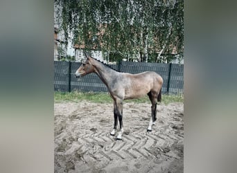 Holstein, Stallion, Foal (03/2023), Can be white