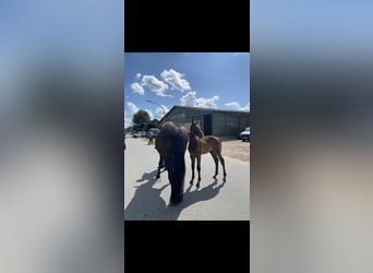Holstein, Stallion, Foal (04/2023), Can be white