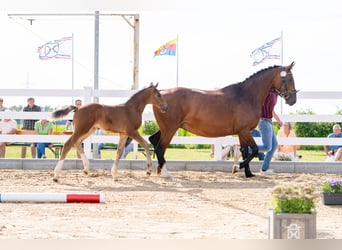 Holstein, Stallion, Foal (01/2026), Can be white