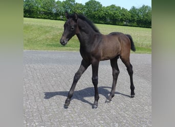 Holstein, Stallion, Foal (05/2023), Can be white