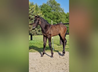 Holstein, Stallion, Foal (05/2023), Can be white