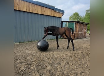 Holstein, Stallion, Foal (05/2023), Can be white