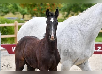 Holstein, Stallion, Foal (05/2024), Can be white