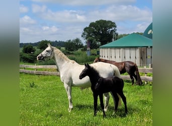 Holstein, Stallion, Foal (05/2024), Can be white