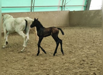 Holstein, Stallion, Foal (04/2024), Can be white